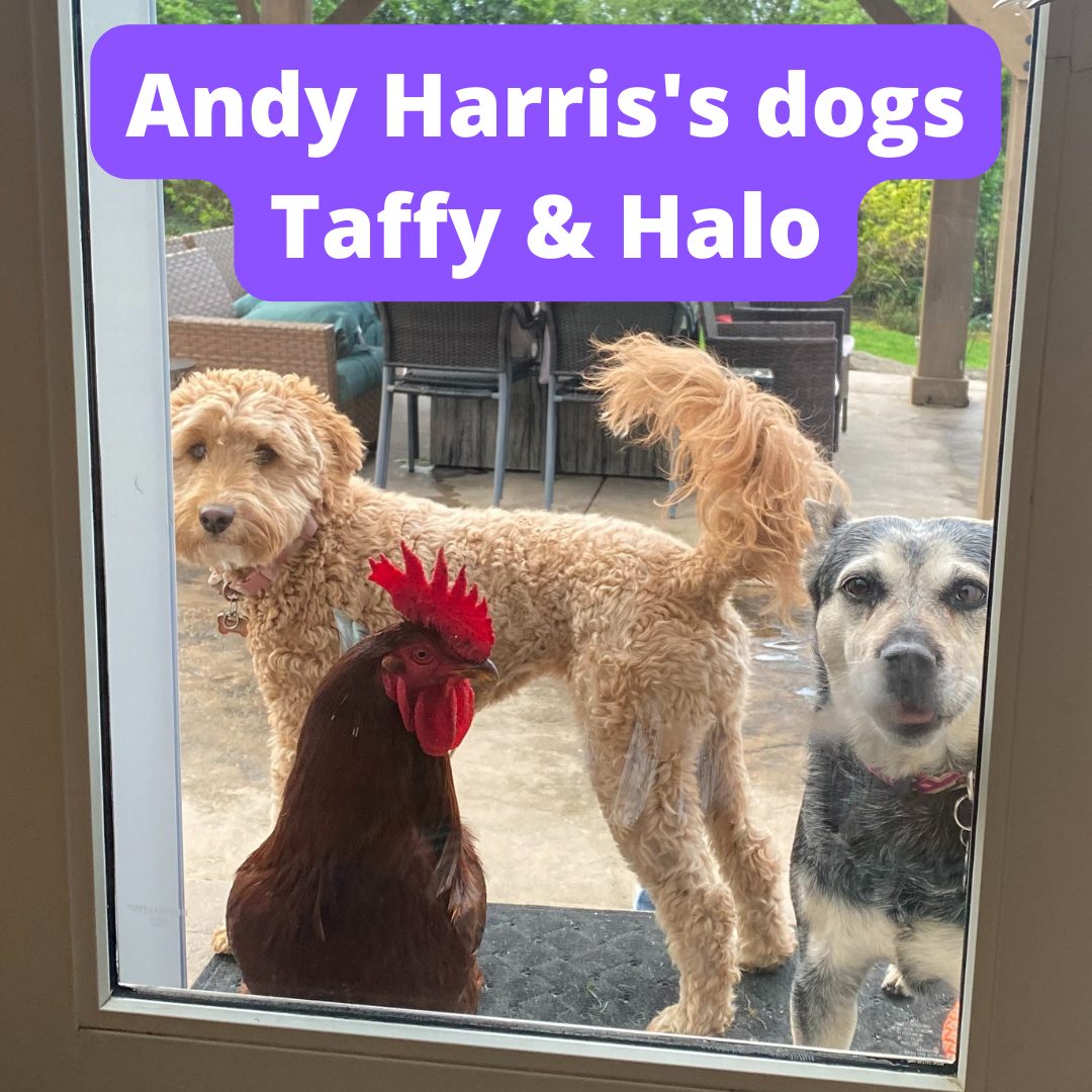 Dogs Taffy Halo